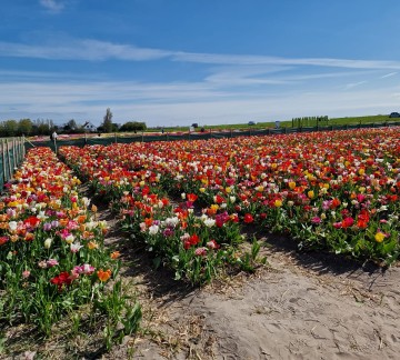 Tulpen.jpg