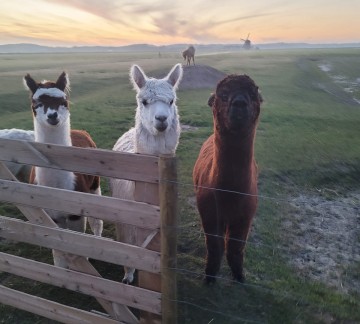 Alpaca.jpg
